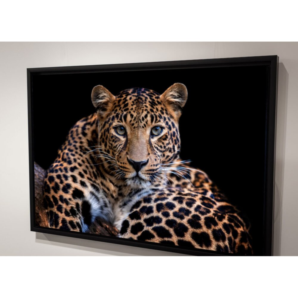 Adult leopard, Close up portrait on canvas - framed