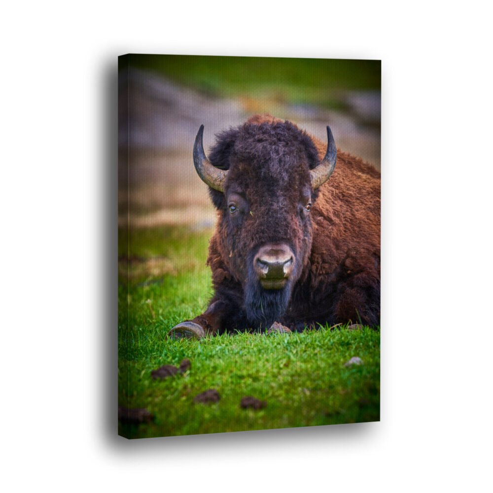 Picture of a Bison from Yellowstone National Park