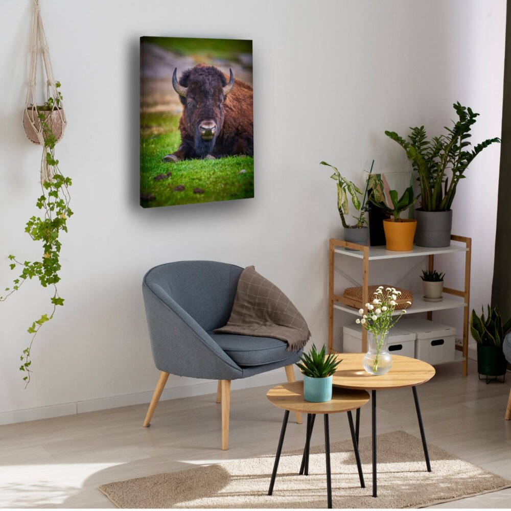 Picture of a Bison from Yellowstone National Park - Image 2