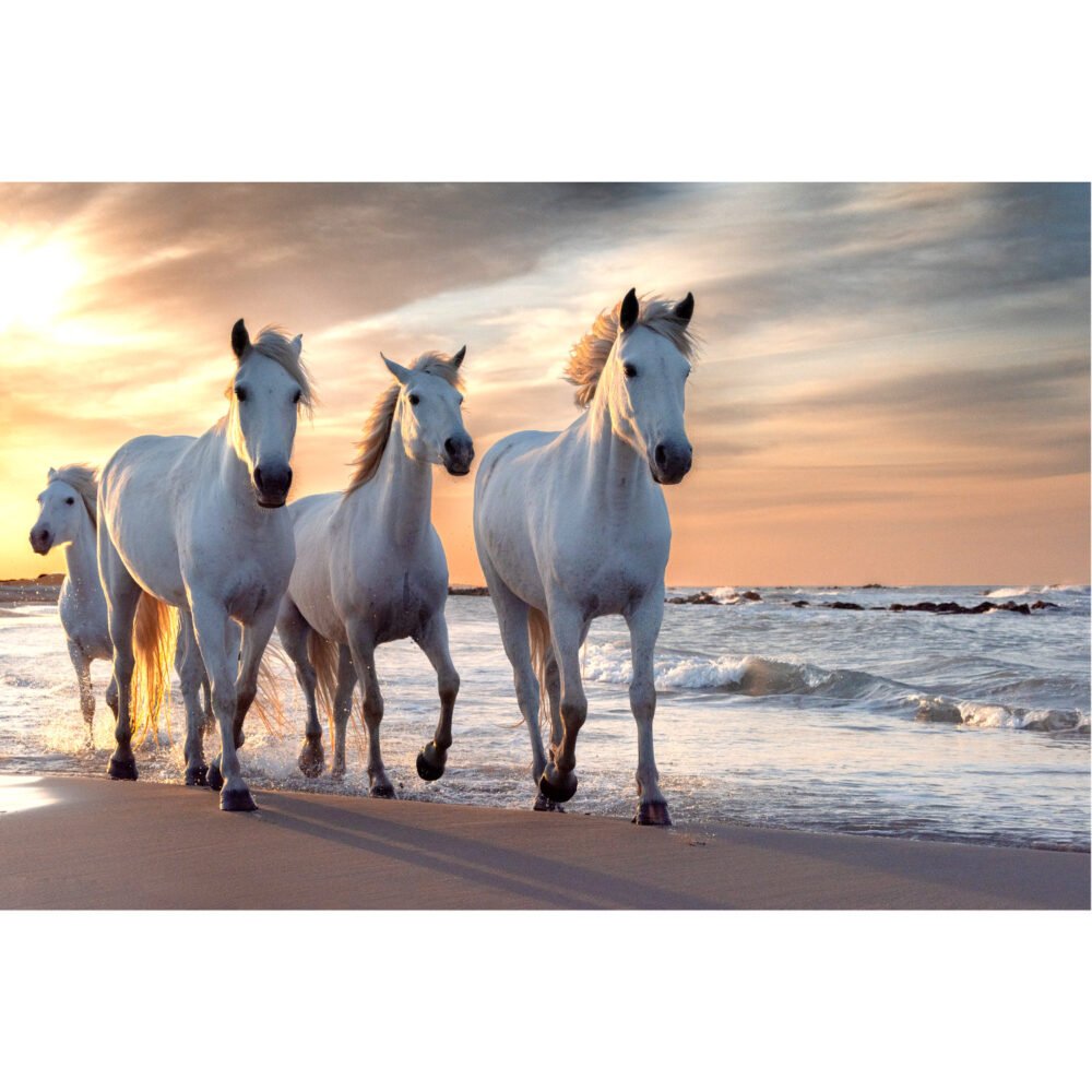 White horse in Camargue, France
