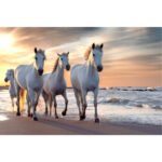White horse in Camargue, France