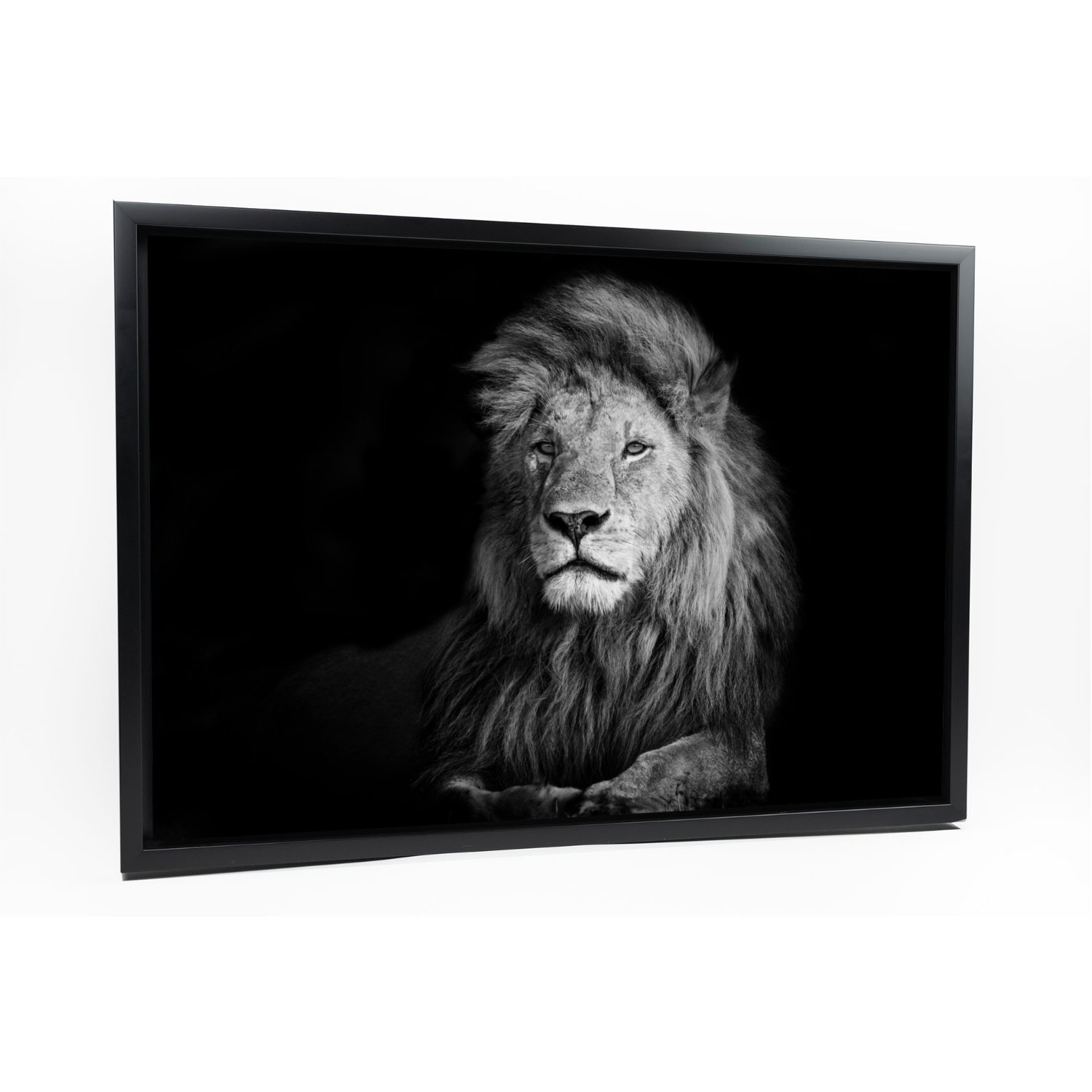 Kenyan savannah lion in black and white - Image 5