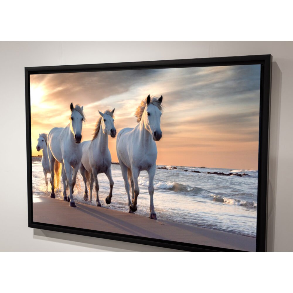 canvas of White horse in Camargue, France - floated frame